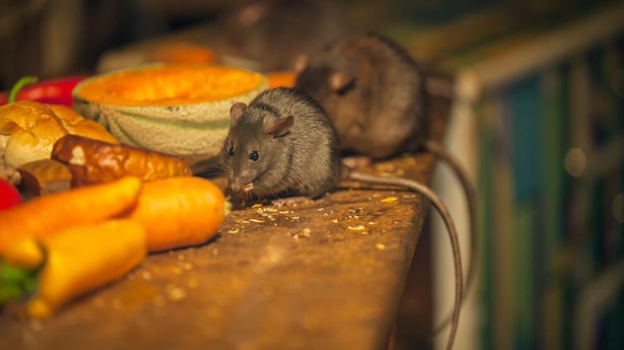 Le café du Donegal fermé après la découverte d’excréments de rats – Donegal Daily