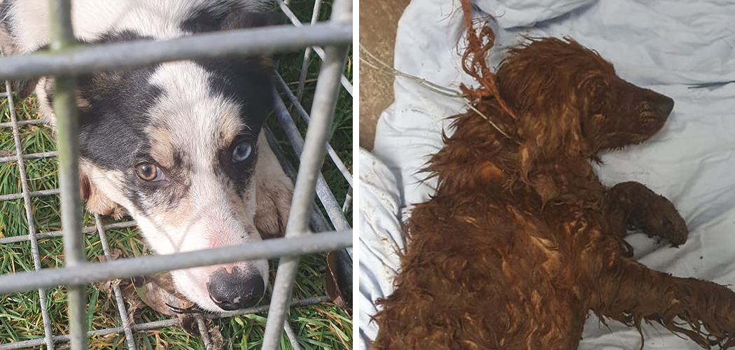 Shock as dogs tied up and left for dead in East Donegal – Donegal Daily Shock as dogs tied up and left for dead in East Donegal – Donegal Daily