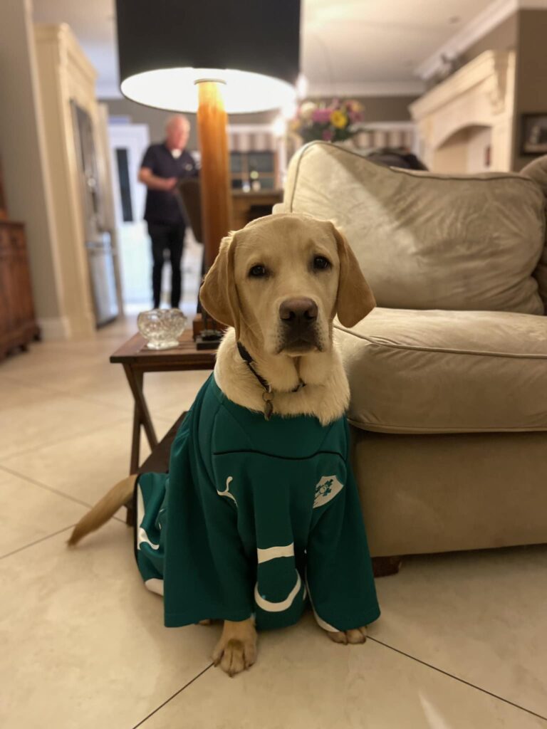 A Yellow Labrador wearing an Irish rugby jersey
